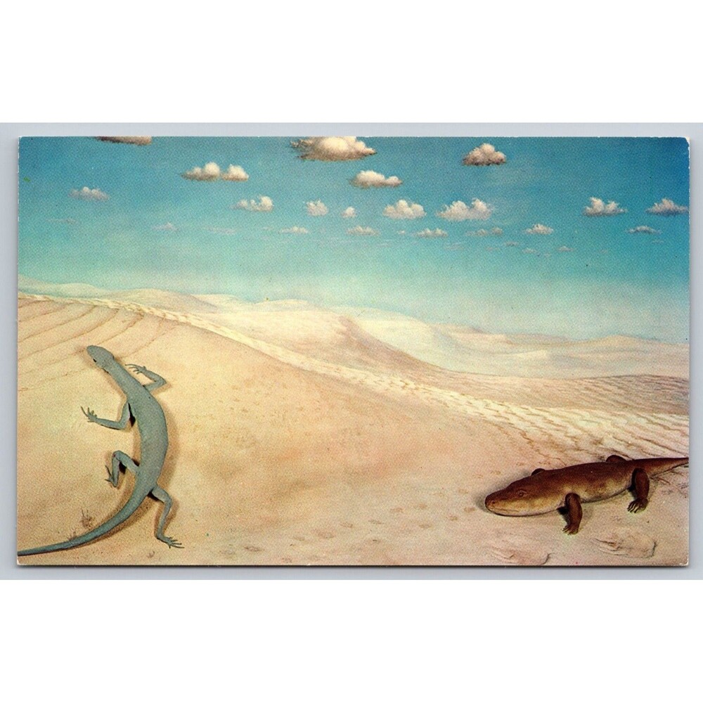 Vtg Postcard Grand Canyon National Park Visitor Center Diorama Reptiles P34811